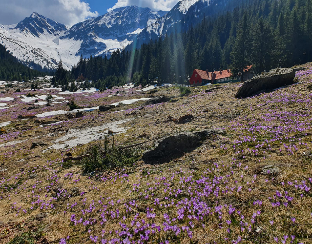 Cabana Valea Sambetei